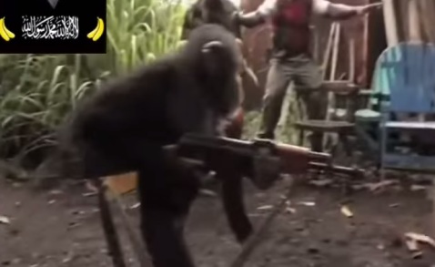 monkey with gun